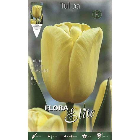 792311 Tulipa Muscadet - Valentine E-shop