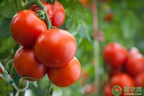 VC果园：造成西红柿膨果慢的原因有哪些？该如何预防这种现象？_VC果园_VC果园代理_VC果园总代-VC果园官网
