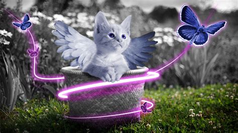 白灰色可爱天使猫图片免费下载_PNG素材_编号13gim64ld_图精灵