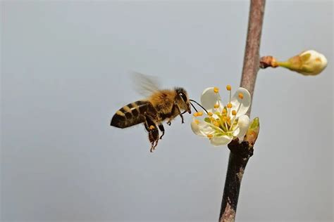 Science 速递：蜜蜂摇摆舞的社会信号学习 | 集智俱乐部