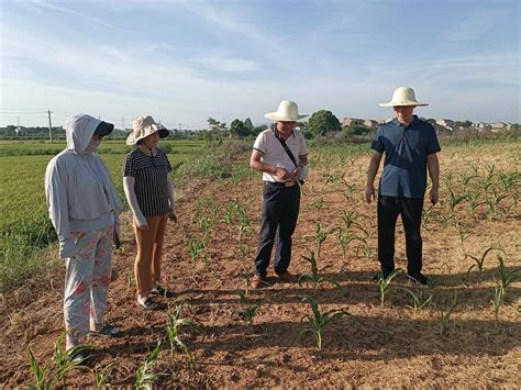 农技指导到田间 抗旱减灾保秋收_滁州市人民政府