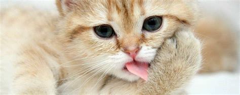 猫咪拉肚子怎么办 – 中国宠物网