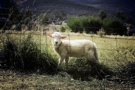 纯种的喀麦隆母羊她的羔羊高清图片下载-正版图片300171129-摄图网