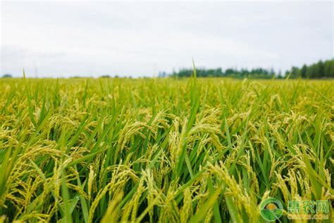 水稻种植技术和步骤-农技学堂 - 惠农网