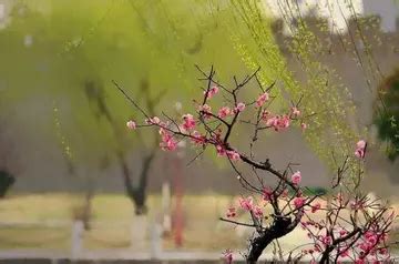 清朝诗人袁枚的一首小诗，春风如贵客，一到便繁华|袁枚|诗人|贵客_新浪新闻