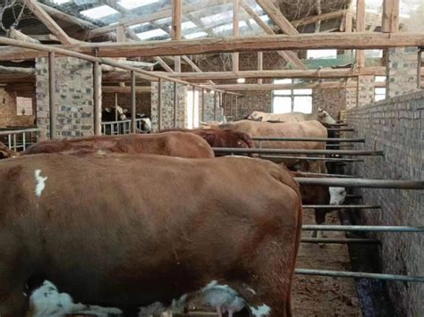 小型牛屠宰设备 肉牛屠宰设备价格 厂家直供 牛宰杀线 牛吊宰线鲁新启达lxqd-环保在线