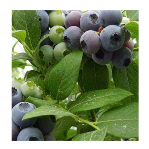 蓝莓树苗基地 批发蓝莓 蓝莓树苗