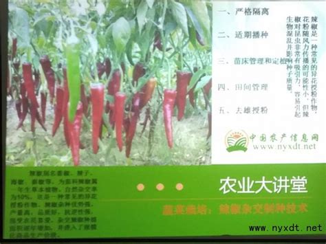 蔬菜栽培：辣椒杂交制种技术