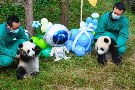 重庆动物园举行两对大熊猫双胞胎幼崽命名活动-人民图片网