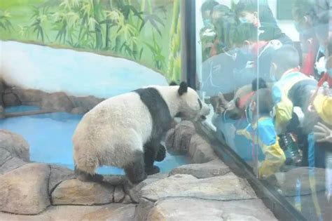 花100万，给熊猫取名：昔日“卖艺”顶流，正被他们疯抢-36氪