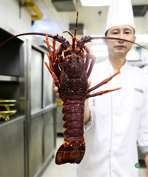 澳洲大龙虾图片最大,大餐,刺身(第8页)_大山谷图库