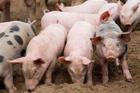 猪价进入过度上涨一级预警区间，国家将投放今年第6批猪肉储备_智慧农业-农博士农先锋网