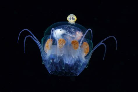 科学网—[转载]与人类息息相关的浮游动物（之一）：终生漂泊，四海为家 - 张武昌的博文