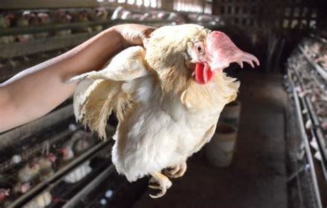 怎么杀鸡 杀鸡的水温是多少？怎么杀鸡最简单最快 | 说明书网