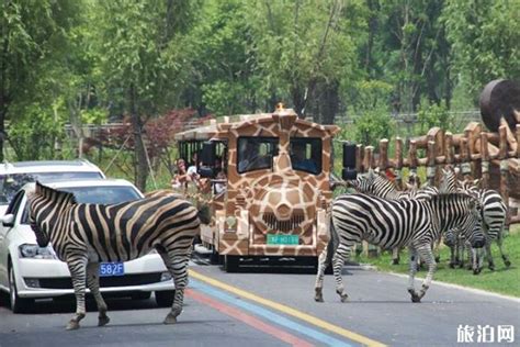 武汉森林野生动物园怎么去 门票怎么预约_旅泊网