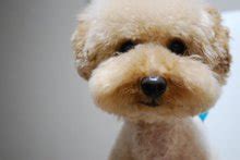 纯种泰迪犬幼犬狗狗出售 宠物泰迪犬可支付宝交易 泰迪/贵宾 /编号10024500 - 宝贝它