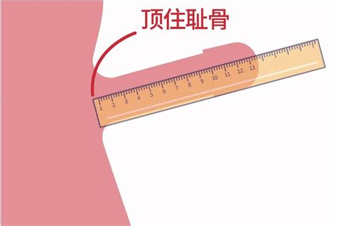 阴茎正常图片