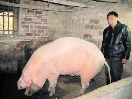 猪王图片,猪的图片,猪王_大山谷图库