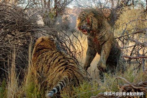 老虎吃人，惊人的爆发力，画面触目惊心_腾讯视频