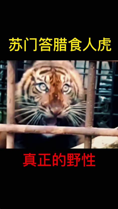 老虎打不过什么动物？动物园东老虎不敢吃牛！_法库传媒网