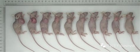 两种人源化小鼠模型hPBMC 和hCD34+的对比 - Crown Bioscience Oncology and CVMD Models
