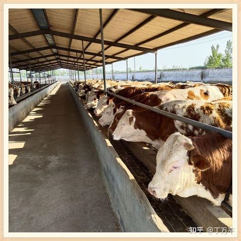 繁殖母牛养殖利润 繁殖母牛养殖利润-食品商务网