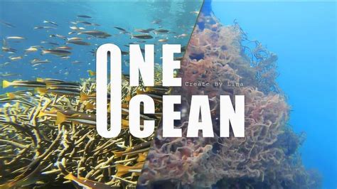 环保短片《One Ocean》海洋公益塑料垃圾正能量潜水打击海洋垃圾