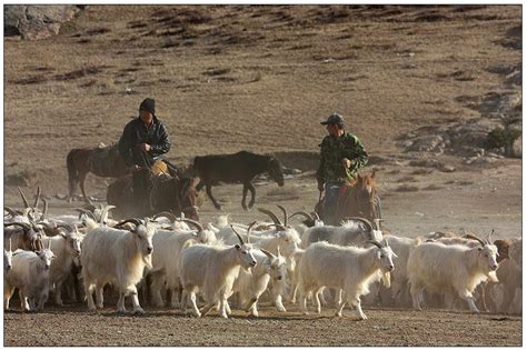 可可托海的牧羊人（第二页） - 绝美图库 - 华声论坛