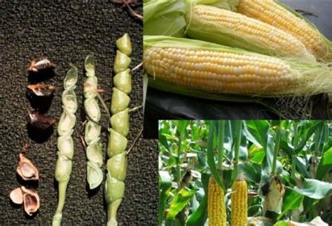 《自然》：中国科学家找到野生玉米高蛋白基因，有望开发高蛋白玉米