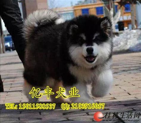 阿拉斯加犬 阿拉斯加雪橇犬 阿拉斯加狗 纯种阿拉斯加幼犬 支付宝 阿拉斯加 /编号10107102 - 宝贝它