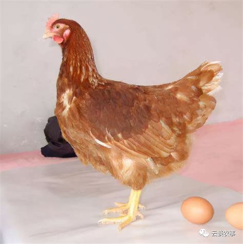 湖南十大品种鸡排名 - 惠农网
