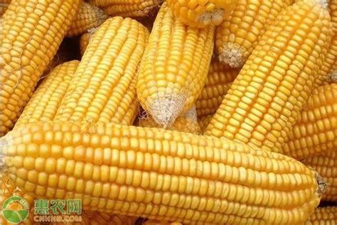 今天玉米价格多少钱一吨？2020年10月30日玉米价格最新行情_第一金融网