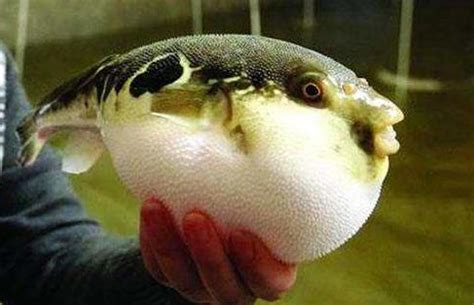 日本养出“温泉河豚”保证无毒，网友：太安全了吃着不香！