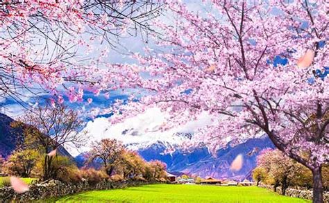 西藏旅游—到处都有桃花，为什么说西藏林芝桃花节是中国最美的春天？ - 知乎