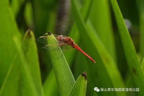发现中国新纪录，海珠湿地昆虫图谱再刷新_南方plus_南方+