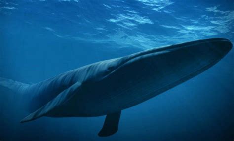 鲸鱼为什么喷水，从哪里喷水