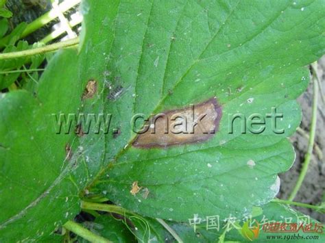 草莓炭疽病图片