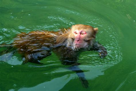 水猴子（传说生物） - 搜狗百科