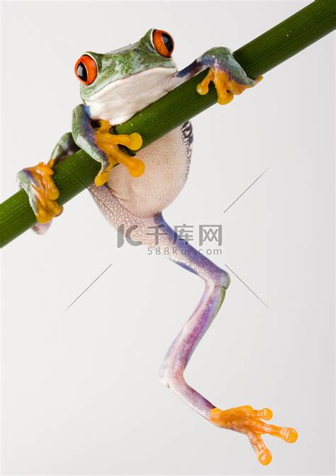 疯狂的青蛙高清摄影大图-千库网