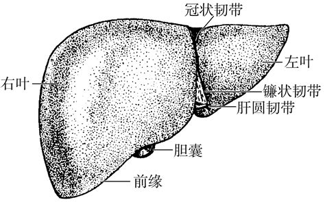 肝图片