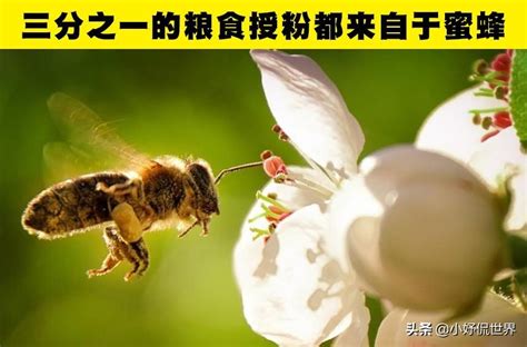 蜜蜂的采集范围有多大？ - 蜜蜂知识 - 酷蜜蜂