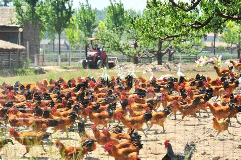 新联禽业，有舍、有悟、有拓的蛋鸡一条龙企业 | 中国动物保健·官网
