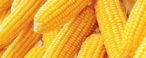 水果玉米和普通玉米怎么区分 —【发财农业网】
