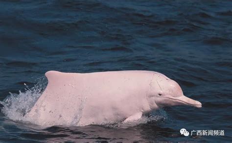 罕见！萌萌哒中华白海豚在北海银滩近岸海域出现了-桂林生活网新闻中心