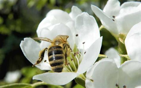 蜜蜂进入巢白窝高清图片下载-正版图片303319143-摄图网