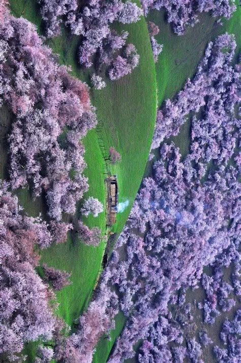 中国的普罗旺斯，成片薰衣草争相开放，被誉为薰衣草之乡|新疆|薰衣草|伊犁_新浪新闻