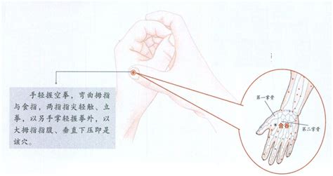 合谷穴位图图片
