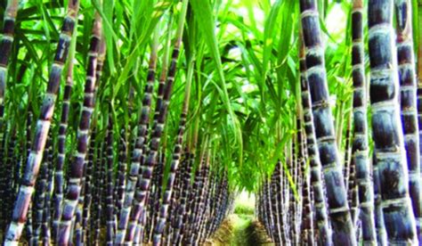 甘蔗种植的自然条件有哪些 生长缓慢但有利蔗糖分积累13