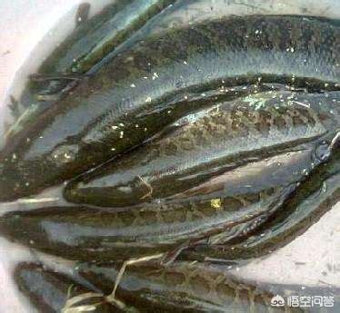 淡水鱼中的黑鱼,最大能长到多少斤?|黑鱼|体型|水域_新浪新闻