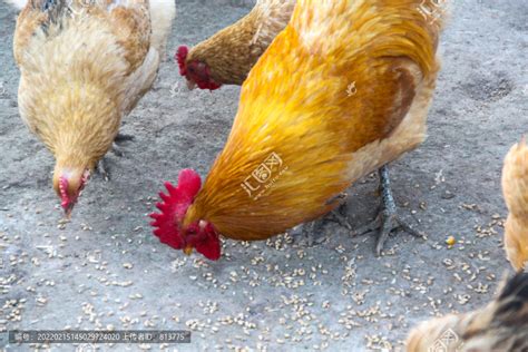 女人在农场用一桶谷物喂鸡高清图片下载-正版图片503414976-摄图网